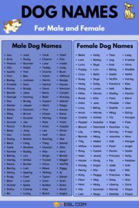 Dog Names for male and female 4