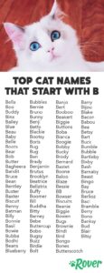 Top Cat Names That Start With B 11