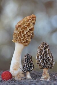 Morel mushrooms Morchella گچھی مشروم