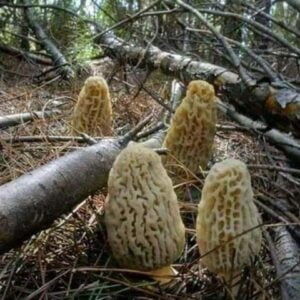 Morel mushrooms Morchella گچھی مشروم