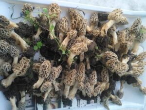 Morel mushrooms Morchella گچھی مشروم