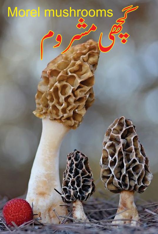 Morel mushrooms Morchella گچھی مشروم