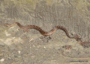 01 Gloydius Himalayan Pit Viper ہمالیائی پٹ وائپر سانپ 2 41