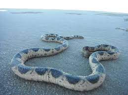 01 Stokes sea snake Astrotia stokesii سٹوکس کا سمندری سانپ 1 24