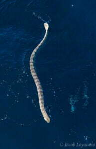 01 Stokes sea snake Astrotia stokesii سٹوکس کا سمندری سانپ 2 25