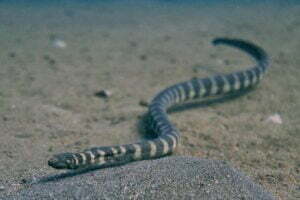 02 Beaked sea snake Enhydrina schistose چونچ والا سمندری سانپ 1 26