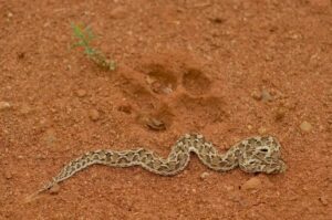 02 Saw scaled Viper Echis carinatus آری سکیلڈ وائپر سانپ 3 12