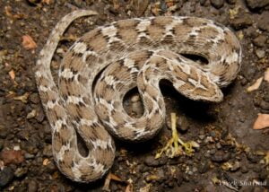 03 Sochureks or Eastern Saw scaled viper Echis carinatus sochureki سوچوریکی سانپ 1 13