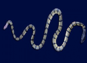 04 Annulated sea snake or blue banded sea snake Hydrophis cyanocinctus اینولیٹڈ سمندری سانپ یا نیلی پٹی والا سمندری سانپ 28