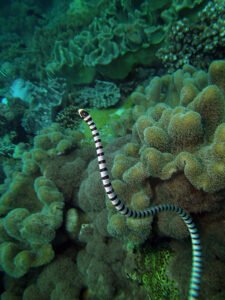 05 Striped sea snake Hydrophis fasciatus دھاری دار سمندری سانپ 29
