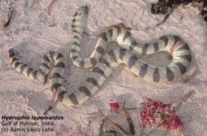 06 Persian Gulf sea snake Hydrophis lapemoides خلیج فارس کا سمندری سانپ 30