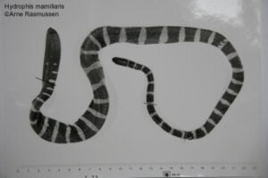 07 Bombay sea snake Hydrophis mamillaris بمبئی سمندری سانپ 31