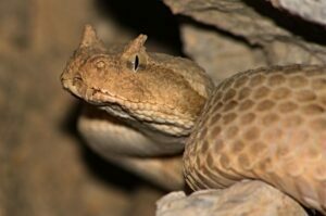 07 Persian Horned Viper Pseudocerastes persicus فارسی سینگوں والا وائپر سانپ 2 20