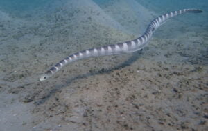 08 Ornate reef seasnake Hydrophis ornatus آرنیٹ ریف سمندری سانپ 32