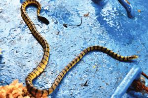 09 Yellow Sea snake Hydrophis spiralis زرد سمندری سانپ 33