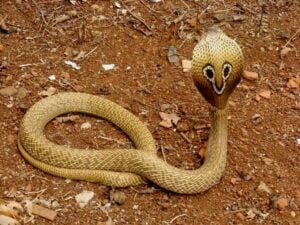 1 Spectacled or Indian Cobra انڈین کوبرا سانپ 2 5