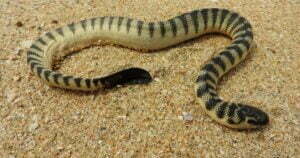 10 Shaws sea snake Lapemis curtus شا کا سمندری سانپ 1 35