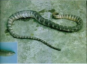 11 Cantors small headed sea snake Microcephalophis cantoris کینٹور کا چھوٹے سر والا سمندری سانپ 36
