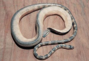 12 Graceful small headed sea snake or slender sea snake Microcephalophis gracilis خوبصورت چھوٹے سر والا سمندری سانپ یا پتلا سمندری سانپ 37