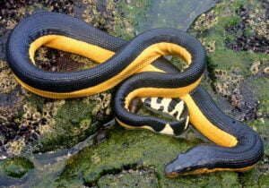 13 Yellow bellied sea snake or pelagic sea snake Pelamis platurus پیلے پیٹ والا سمندری 38