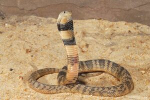 2 Oxus or Brown Cobra Naja Oxiana کوبرا سانپ 4