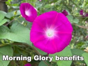 Read more about the article مارننگ گلوری