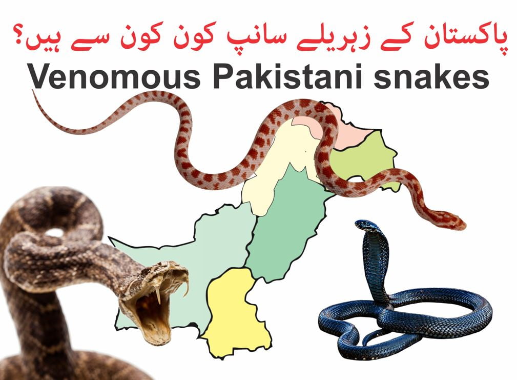 Venomous Pakistani snakes زہریلے پاکستانی سانپ