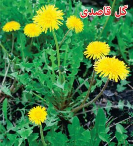Read more about the article گل قاصدی Dandelion