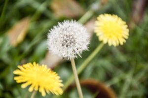 dandelions گل قاصدی ککروندا