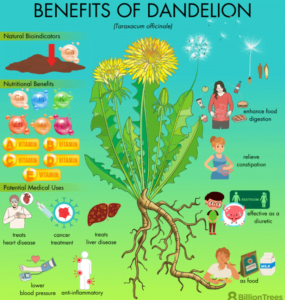 dandelions گل قاصدی ککروندا 3 1 4