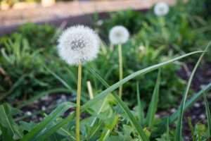 dandelions گل قاصدی ککروندا 2 1 5