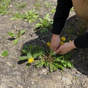 dandelions گل قاصدی ککروندا 3 1 3