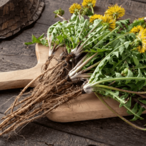 dandelions گل قاصدی ککروندا 5 2