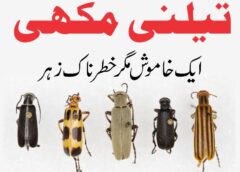 Blister Beetle تیلنی مکھی کا خطرناک زہر 5