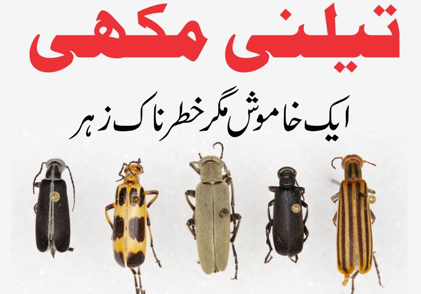 Blister Beetle تیلنی مکھی کا خطرناک زہر 1